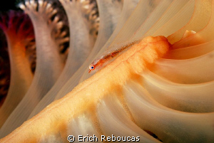 Goby at Tulamben by Erich Reboucas 